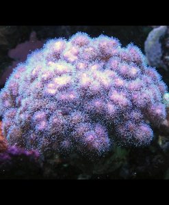 Pocillopora damicornis - lila