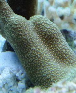 Porites attenuata