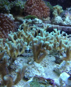 Seriatopora calendrium -grün