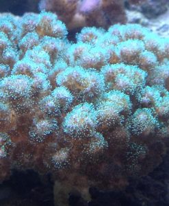 Pocillopora damicornis - grün