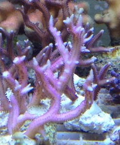 Seriatopora hystrix pink II (stellata ?)