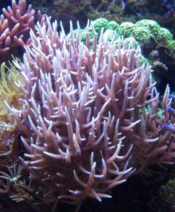 Seriatopora hystrix pink
