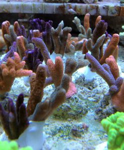 Montipora digitata dreifärbig