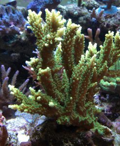 Acropora sp gelb/grün