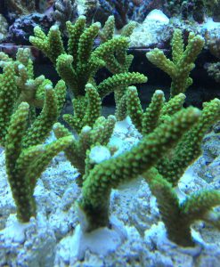 Acropora enzman