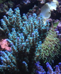 Acropora sp blau/grün