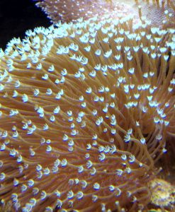 Sarcophyton sp. gelbe Polypen