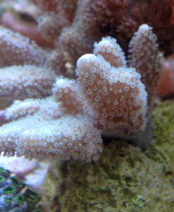 Sinularia sp (Fingerlederkoralle)