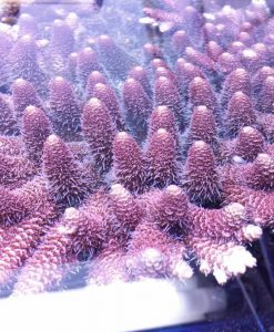 Acropora milleopora - rote Tischacro