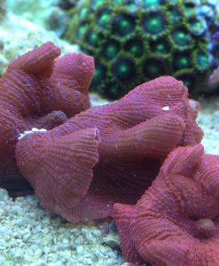 Scheibenanemone Discosoma rot