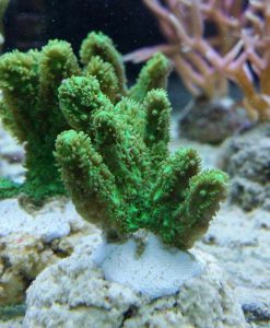 Hydnopora sp. neongrün