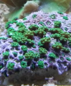 Alveopora tizardi - Margerittenkoralle