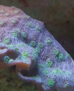 Echinopora lamellosa