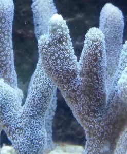 Montipora sp - blau