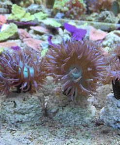 Duncanopsammia axifuga