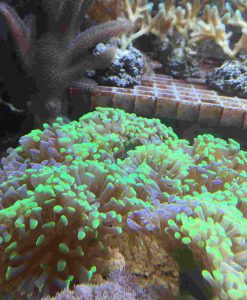 Euphyllia paraancora