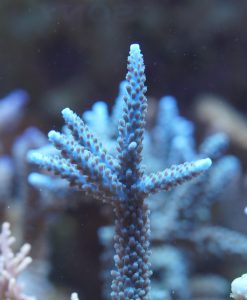 Acropora sp - blau-grau