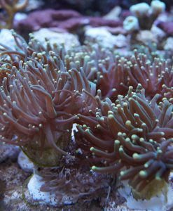 Euphyllia glabrescens toxic green