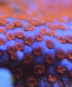 Montipora "Superman"