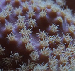 Tubinaria reniformis