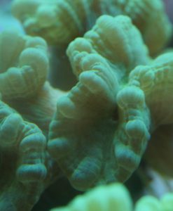 Caulastraea furcata - neongrün