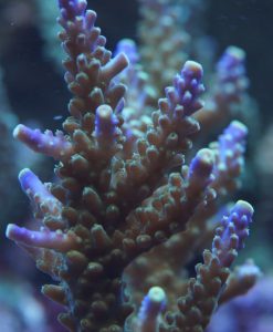 Acropora "Joker"