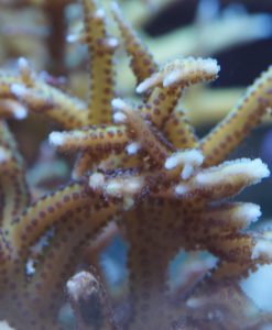 Seriatopora hystrix grün/gelb