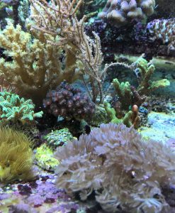 Ableger-Mega-Paket - 10 Stk Korallenableger Schwierigkeitsstufe 1-2