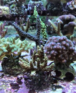 Ableger-Mega-Paket - 10 Stk Korallenableger  Schwierigkeitsstufe 2-3