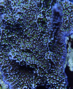 Montipora sp. - grün-lila
