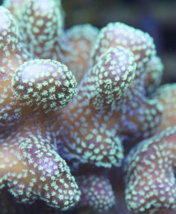 Stylophora pistillata grün