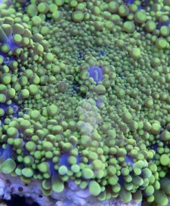 Ricordea yuma - neongrün