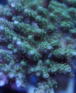 Acropora - Tischacro grün
