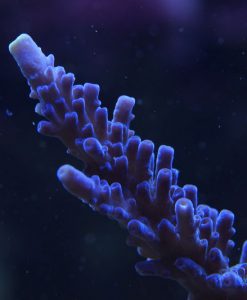 Acropora dark-blue