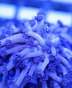 Goniopora tenuidens