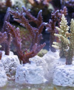 Acropora-Starterpaket - 3 Stück